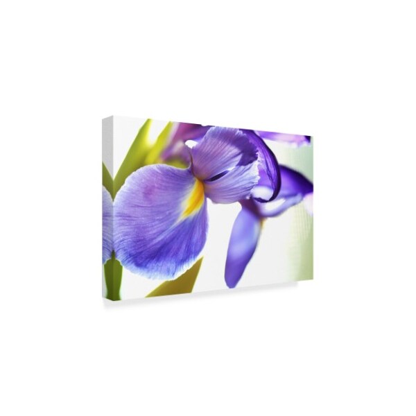 Incredi 'Purple Orchid' Canvas Art,16x24